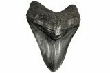 Fossil Megalodon Tooth - South Carolina #197865-2